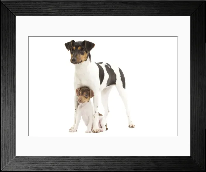Framed Print : Dog - Brazilian Terrier - adult & puppy in studio Framed Print : Dog - Brazilian Terrier - adult & puppy in studio