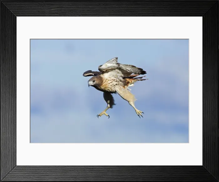 Framed Print : Red-shouldered Hawk - adult bird in flight during fall migration - October in Connecticut - USA Framed Print : Red-shouldered Hawk - adult bird in flight during fall migration - October in Connecticut - USA