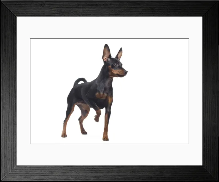 Framed Print : Dog - Miniature Pinscher Framed Print : Dog - Miniature Pinscher