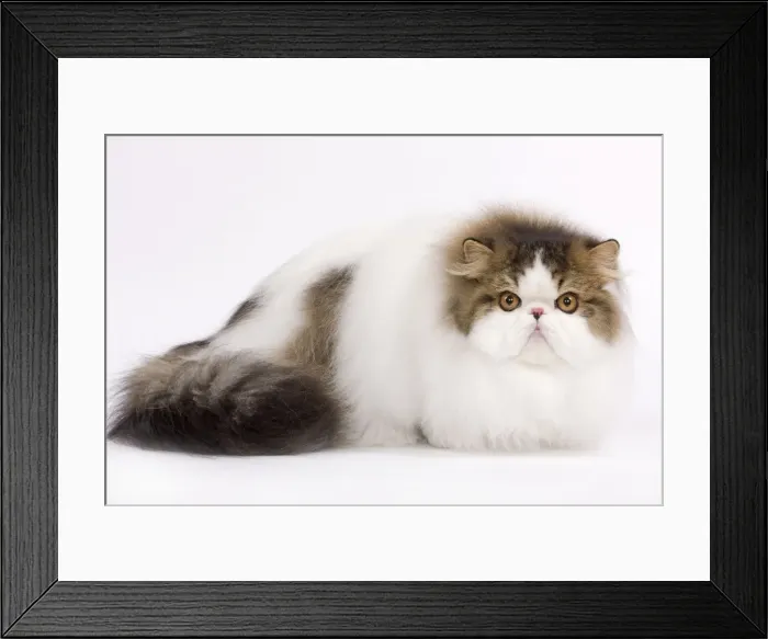Framed Print : Cat - Persian Mackerel tabby in studio Framed Print : Cat - Persian Mackerel tabby in studio
