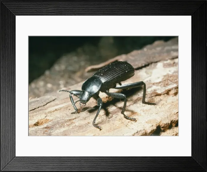 Framed Print : Broad-Necked Darling Beetle KEL 766 Mojave Desert, California, USA. Coelocnemis californicus © Ken Lucas / ARDEA LONDON Framed Print : Broad-Necked Darling Beetle KEL 766 Mojave Desert, California, USA. Coelocnemis californicus © Ken Lucas / ARDEA LONDON