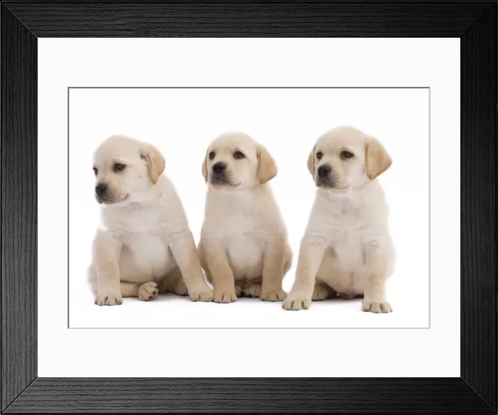 Framed Print : Dog - three Labrador puppies in studio Framed Print : Dog - three Labrador puppies in studio
