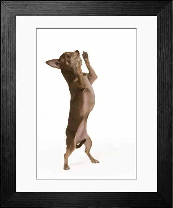 Framed Print : Dog - Chihuahua on hind legs dog dancing in studio Framed Print : Dog - Chihuahua on hind legs dog dancing in studio