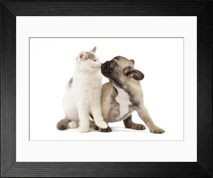 Framed Print : Dog & Cat - French Bulldog puppy in studio with kitten Framed Print : Dog & Cat - French Bulldog puppy in studio with kitten