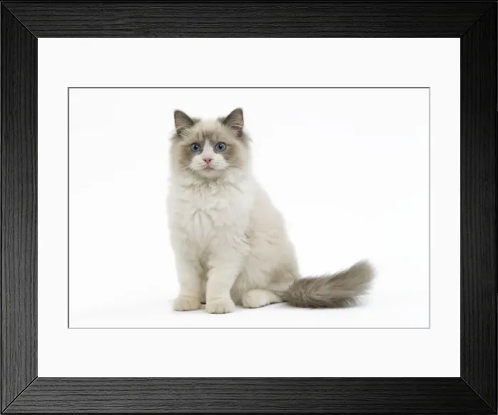 Framed Print : Cat - Ragdoll in studio Framed Print : Cat - Ragdoll in studio