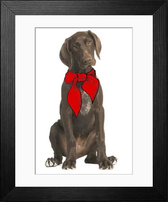 Framed Print : Dog - German short-haired pointer / Braque allemand in studio wearing neck tie Framed Print : Dog - German short-haired pointer / Braque allemand in studio wearing neck tie
