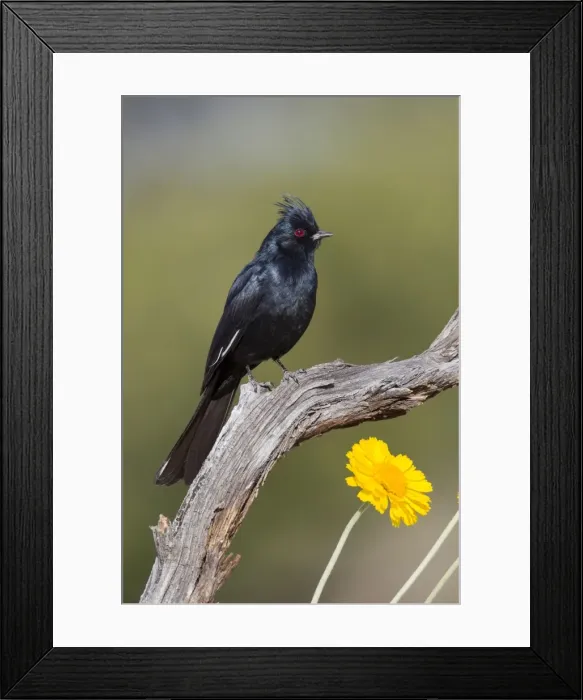 Framed Print : Phainopepla - adult male - Southeast Arizona in March - USA Framed Print : Phainopepla - adult male - Southeast Arizona in March - USA