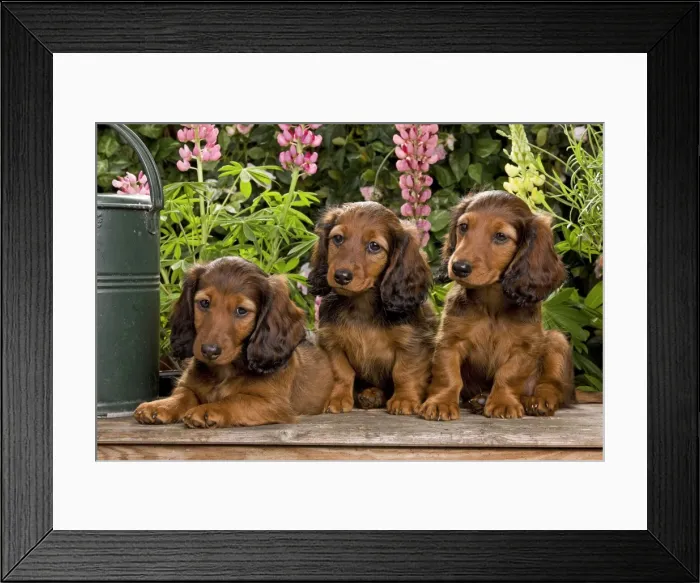 Framed Print : Long-Haired Dachshund / Teckel Dog / Doxie / Doxies in the US - 3 sitting down together Framed Print : Long-Haired Dachshund / Teckel Dog / Doxie / Doxies in the US - 3 sitting down together