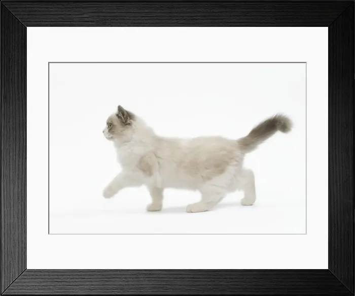 Framed Print : Cat - Ragdoll in studio Framed Print : Cat - Ragdoll in studio