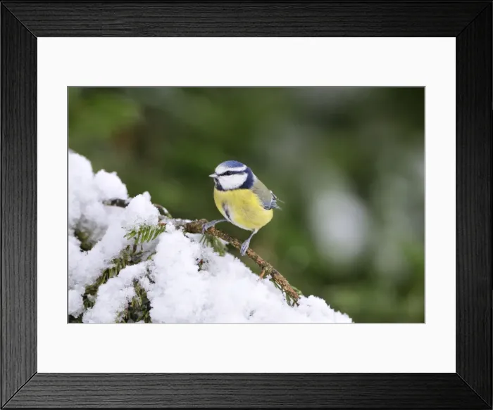 Framed Print : BIRD. Blue tit Framed Print : BIRD. Blue tit