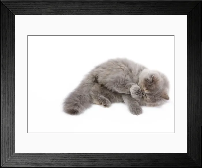 Framed Print : Cat - Persian kitten in studio grooming Framed Print : Cat - Persian kitten in studio grooming