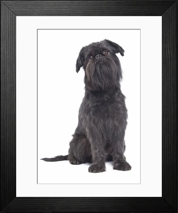 Framed Print : Dog - Griffon Bruxellois / Brussels Griffon / Griffon Belge Framed Print : Dog - Griffon Bruxellois / Brussels Griffon / Griffon Belge