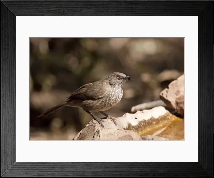 Framed Print : Arrow-marked Babbler - at bird drinking trough - Mashatu Game Reserve - Botswana Framed Print : Arrow-marked Babbler - at bird drinking trough - Mashatu Game Reserve - Botswana