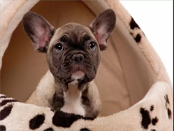 Dog - French Bulldog puppy in studio in dog bed