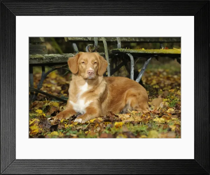 Framed Print : DOG. Nova scotia duck tolling retriever in leaves Framed Print : DOG. Nova scotia duck tolling retriever in leaves