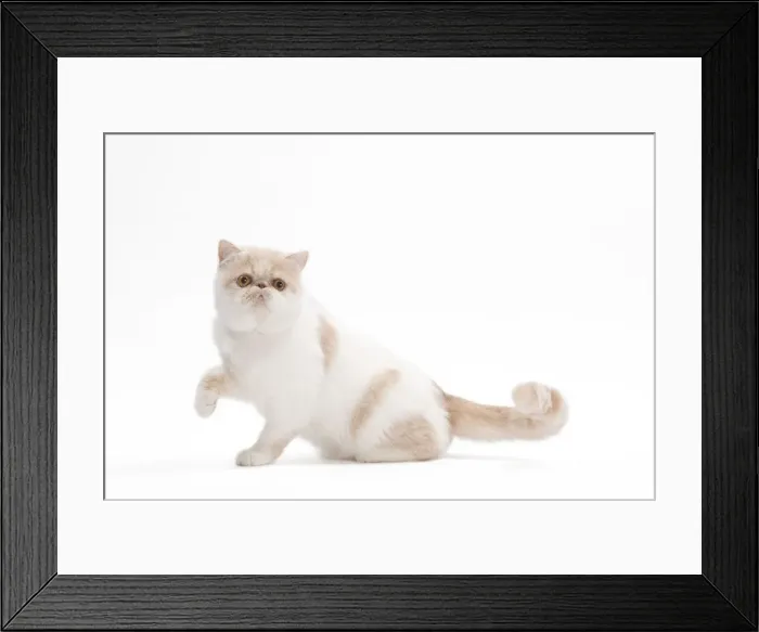 Framed Print : Cat - Exotic shorthair Framed Print : Cat - Exotic shorthair