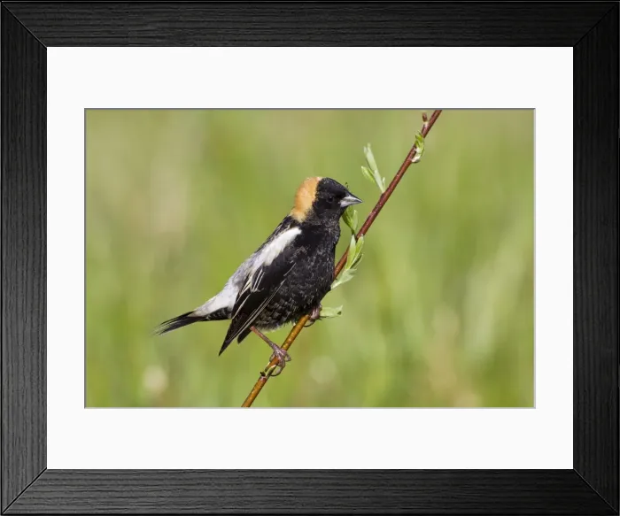 Framed Print : Bobolink male on territory in Connecticut in May. USA Framed Print : Bobolink male on territory in Connecticut in May. USA