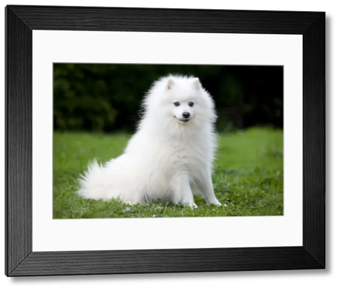 Framed Print : Dog - Japanese Spitz Framed Print : Dog - Japanese Spitz