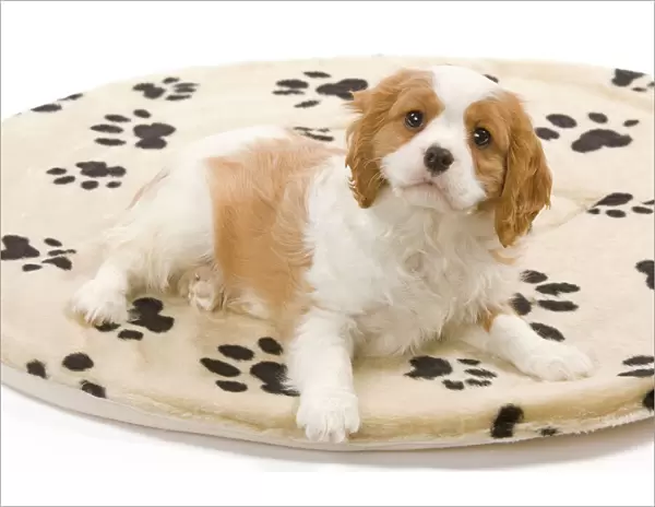 Dog - Cavalier King Charles Spaniel puppy lying on dog bed