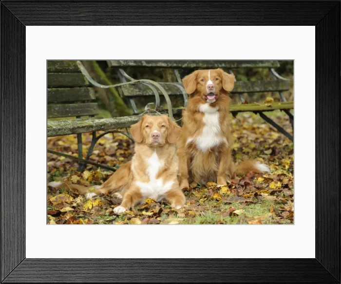 Framed Print : DOG. Nova scotia duck tolling retrievers in leaves Framed Print : DOG. Nova scotia duck tolling retrievers in leaves