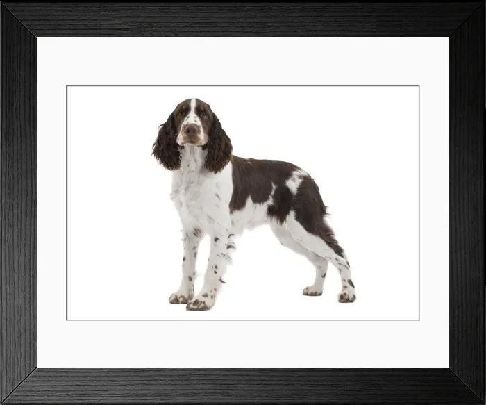 Framed Print : Dog - English Springer Spaniel in studio Framed Print : Dog - English Springer Spaniel in studio