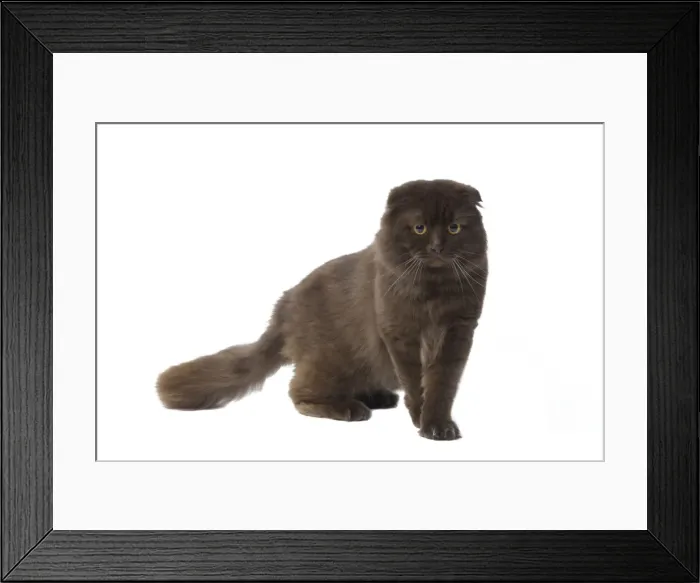 Framed Print : Cat - Highland Fold in studio Framed Print : Cat - Highland Fold in studio