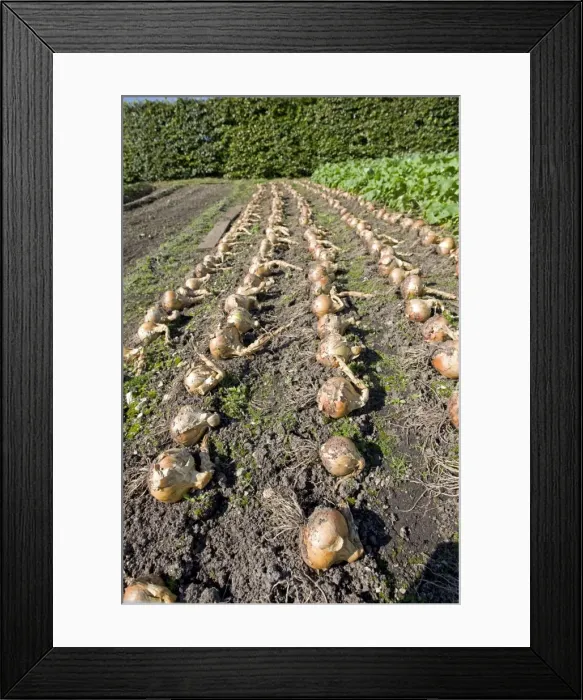 Framed Print : Onions drying on soil Eden Project Bodelva St Austell Cornwall UK Framed Print : Onions drying on soil Eden Project Bodelva St Austell Cornwall UK