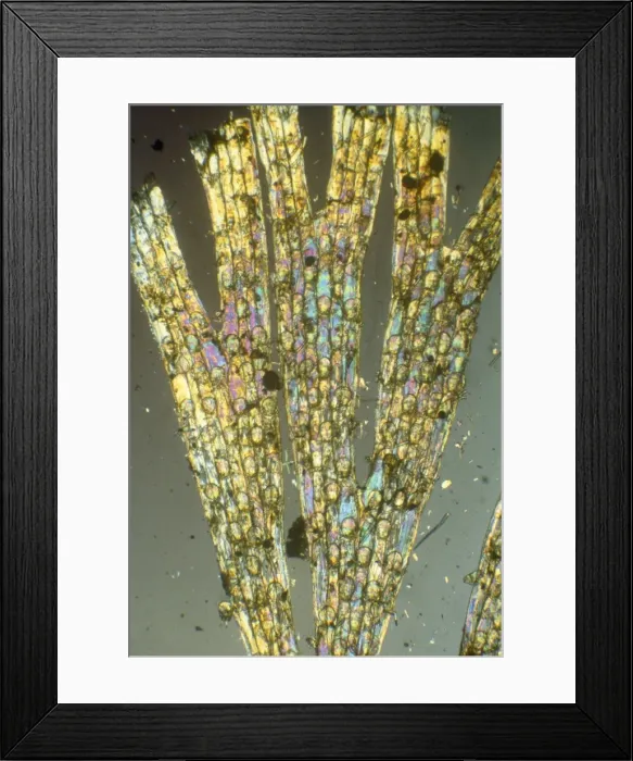 Framed Print : Bryozoa - microscopic, x10 magnification Framed Print : Bryozoa - microscopic, x10 magnification