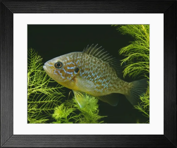 Framed Print : Pumpkinseed Bluegill / Sun Fish LA 71 Lempomis gibosis © J. M. Labat / ARDEA LONDON Framed Print : Pumpkinseed Bluegill / Sun Fish LA 71 Lempomis gibosis © J. M. Labat / ARDEA LONDON