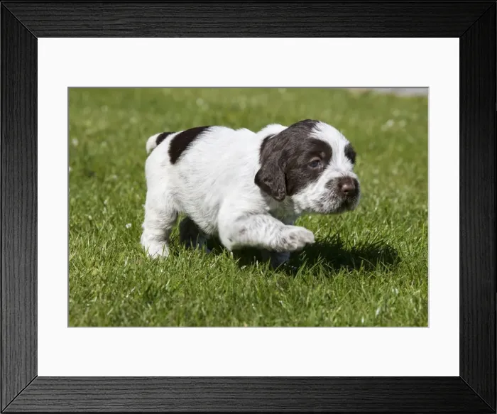 Framed Print : Dog - Korthal Griffon puppy Framed Print : Dog - Korthal Griffon puppy