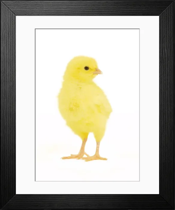 Framed Print : Chicken - chick in studio Framed Print : Chicken - chick in studio