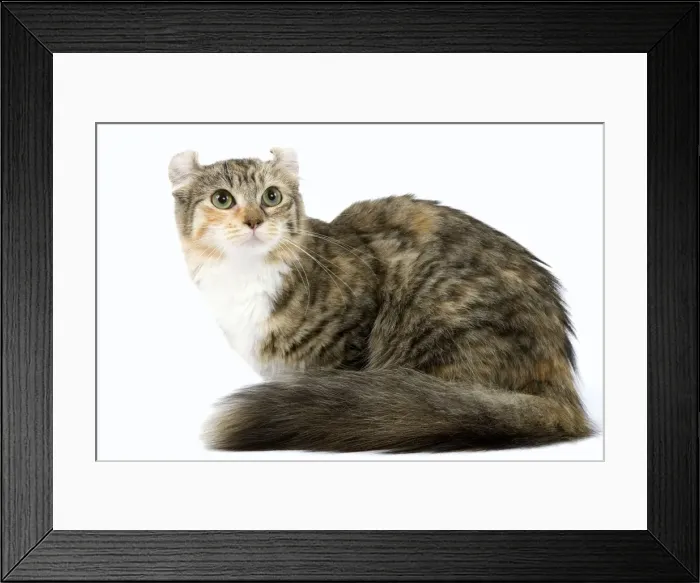 Framed Print : Cat- American Curl - Brown tortie blotched tabby & white Framed Print : Cat- American Curl - Brown tortie blotched tabby & white