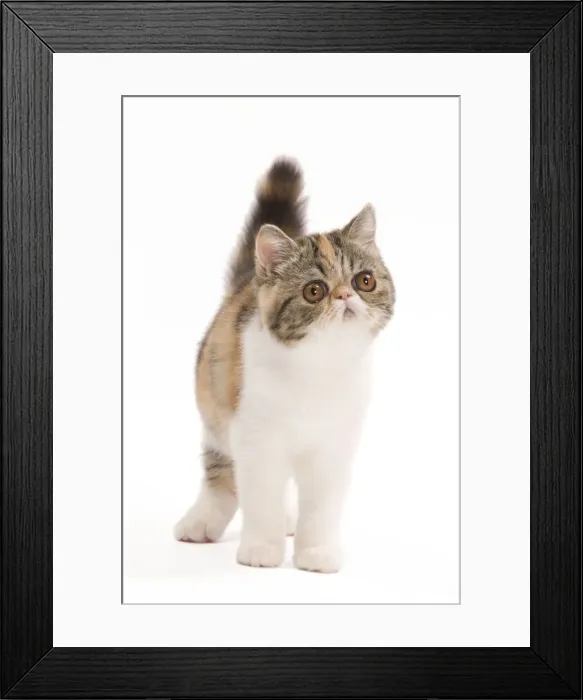 Framed Print : Cat - Exotic brown blotched tortie tabby & white in studio Framed Print : Cat - Exotic brown blotched tortie tabby & white in studio