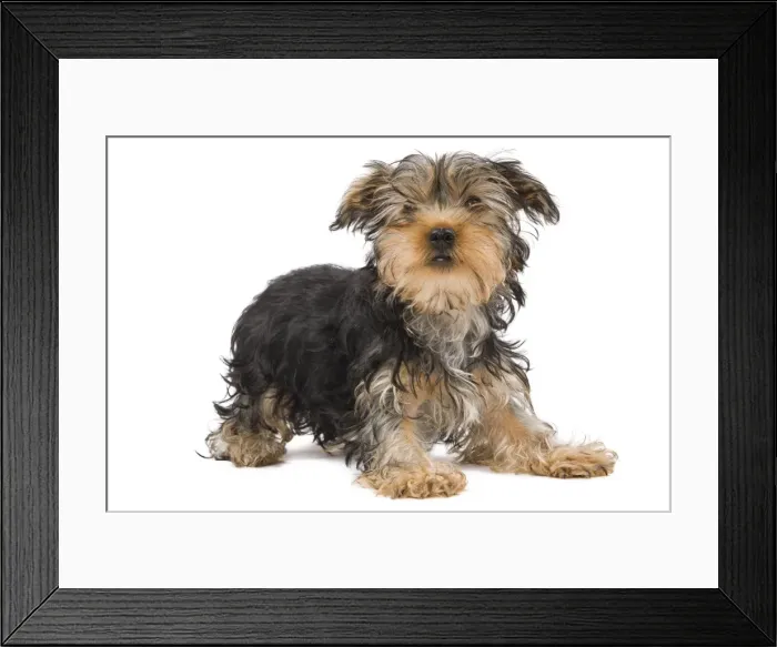 Framed Print : Dog - Yorkshire Terrier in studio Framed Print : Dog - Yorkshire Terrier in studio