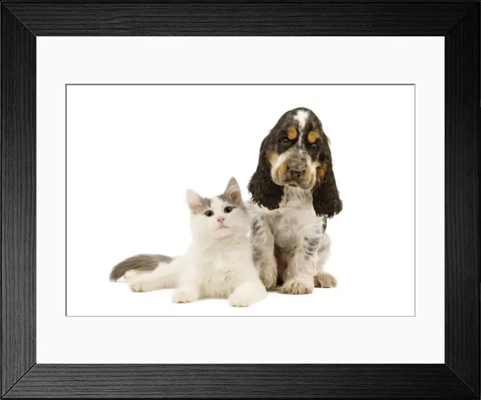 Framed Print : Dog & Cat - Cocker Spaniel in studio with kitten Framed Print : Dog & Cat - Cocker Spaniel in studio with kitten