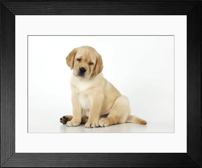Framed Print : DOG. Yellow labrador puppy sitting down Framed Print : DOG. Yellow labrador puppy sitting down
