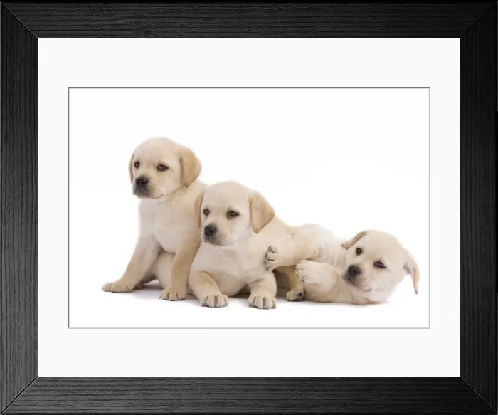 Framed Print : Dog - three Labrador puppies in studio Framed Print : Dog - three Labrador puppies in studio