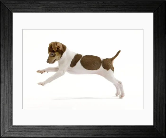 Framed Print : Dog - Brazilian Terrier puppy running in studio Framed Print : Dog - Brazilian Terrier puppy running in studio