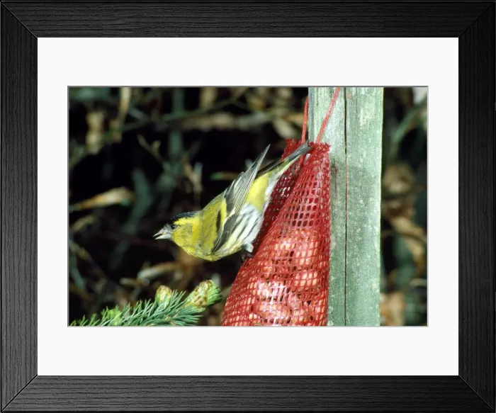 Framed Print : Siskin. JB-1539. SISKIN - on bird feeder Framed Print : Siskin. JB-1539. SISKIN - on bird feeder