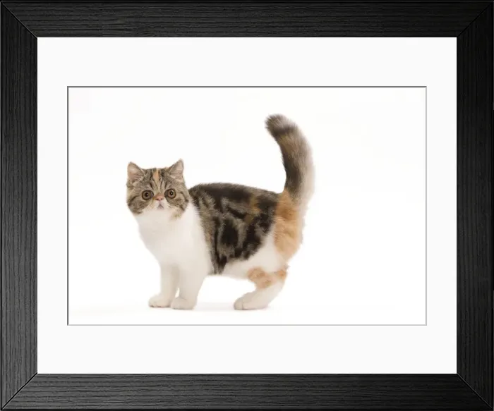 Framed Print : Cat - Exotic brown blotched tortie tabby & white in studio Framed Print : Cat - Exotic brown blotched tortie tabby & white in studio