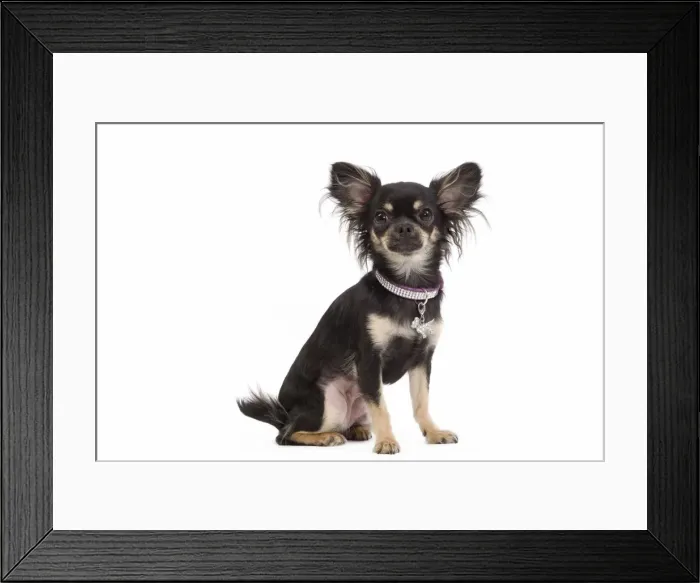 Framed Print : Dog - Long-haired Chihuahua in studio wearing purple collar Framed Print : Dog - Long-haired Chihuahua in studio wearing purple collar