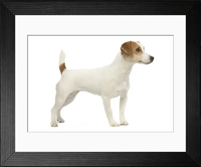 Framed Print : Dog - Jack Russell - in studio Framed Print : Dog - Jack Russell - in studio