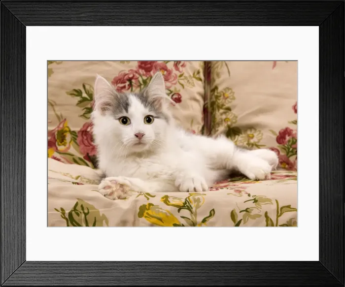 Framed Print : Cat - kitten on sofa Framed Print : Cat - kitten on sofa