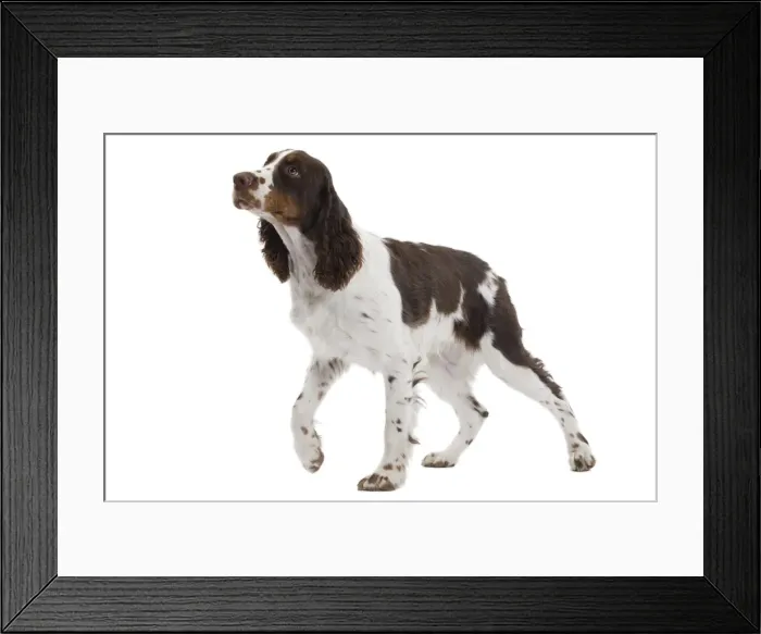 Framed Print : Dog - English Springer Spaniel in studio Framed Print : Dog - English Springer Spaniel in studio