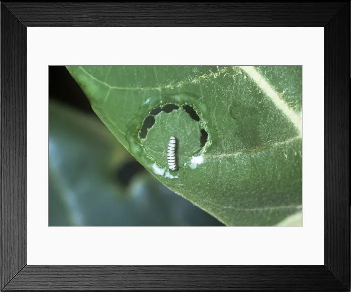 Framed Print : Wanderer Butterfly - Caterpillar Framed Print : Wanderer Butterfly - Caterpillar