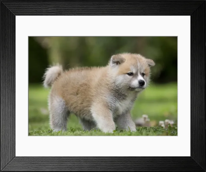 Framed Print : Dog - Akita / Akita Inu - puppy. Also known as Japanese Akita Framed Print : Dog - Akita / Akita Inu - puppy. Also known as Japanese Akita