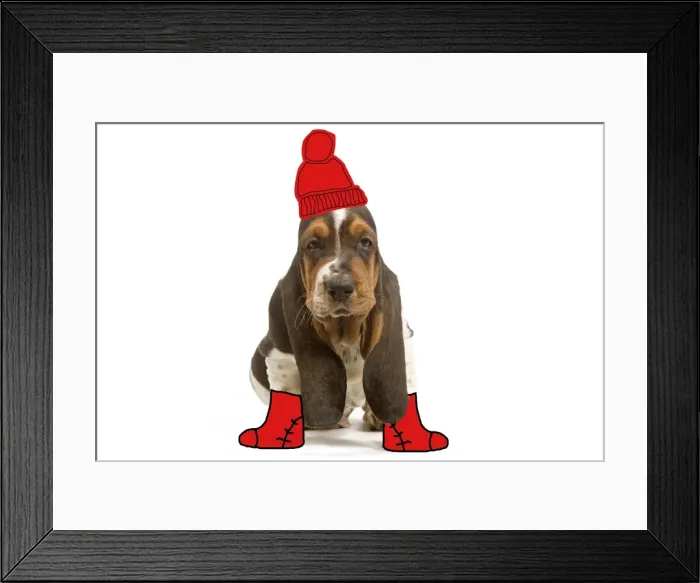 Framed Print : Dog - Basset Hound - 8 week old puppy in studio wearing hat & boots Framed Print : Dog - Basset Hound - 8 week old puppy in studio wearing hat & boots
