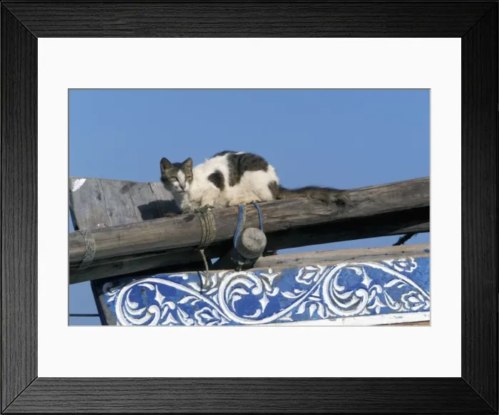 Framed Print : Cat - on the Island of Lamu - Kenya - Indian Ocean Framed Print : Cat - on the Island of Lamu - Kenya - Indian Ocean