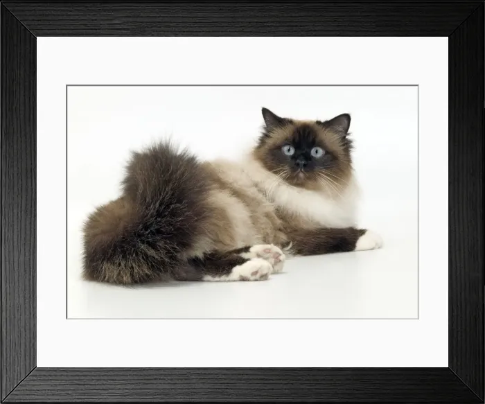 Framed Print : Cat - Birman Framed Print : Cat - Birman