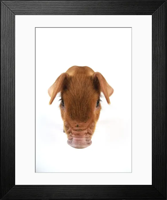 Framed Print : Pig. Duroc piglet on white background Framed Print : Pig. Duroc piglet on white background